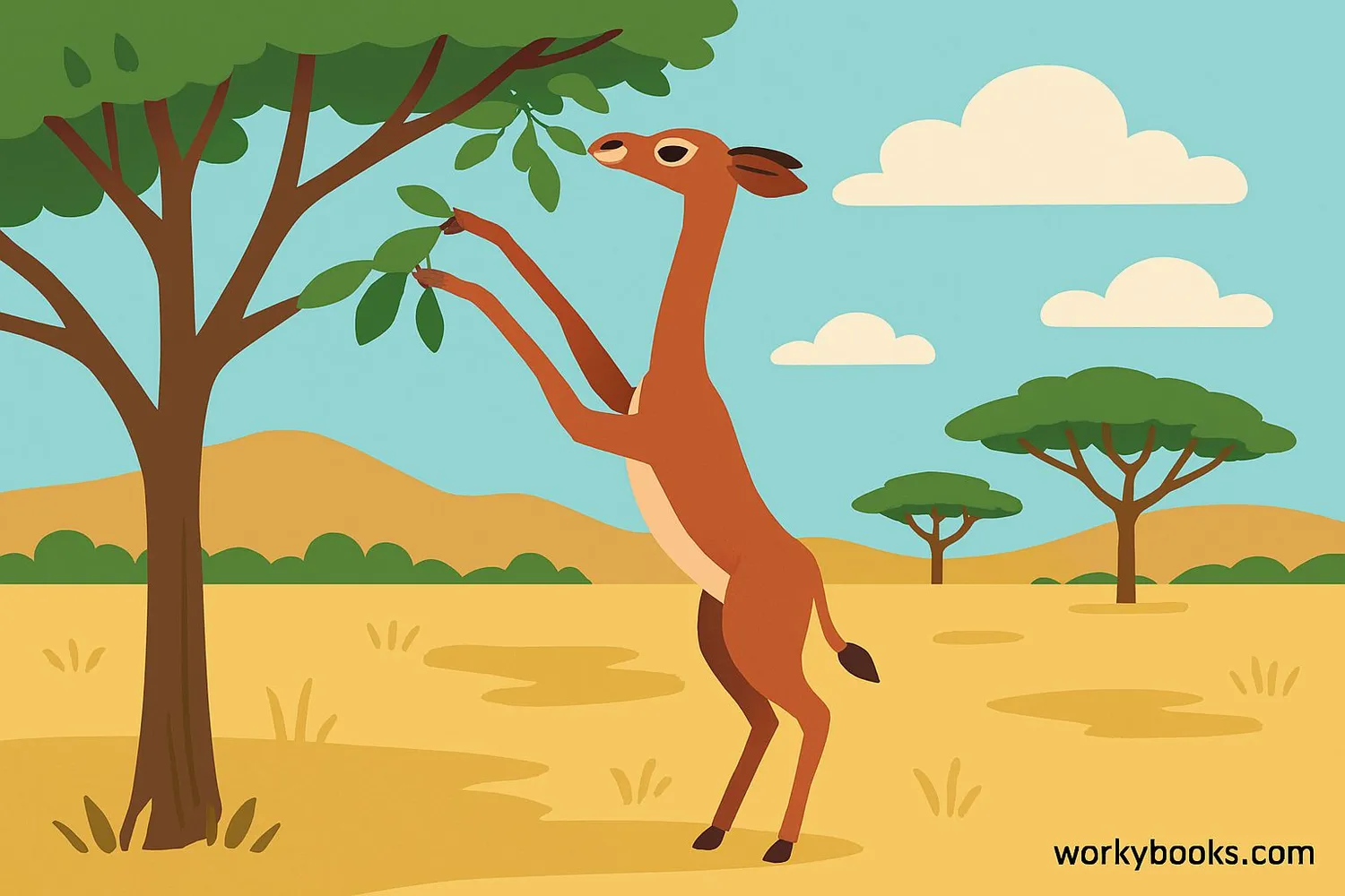 Gerenuk standing on hind legs reaching for leaves