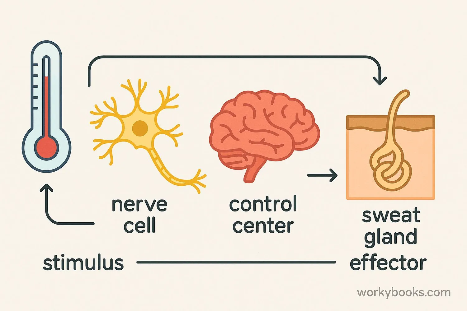 Diagram showing homeostasis process