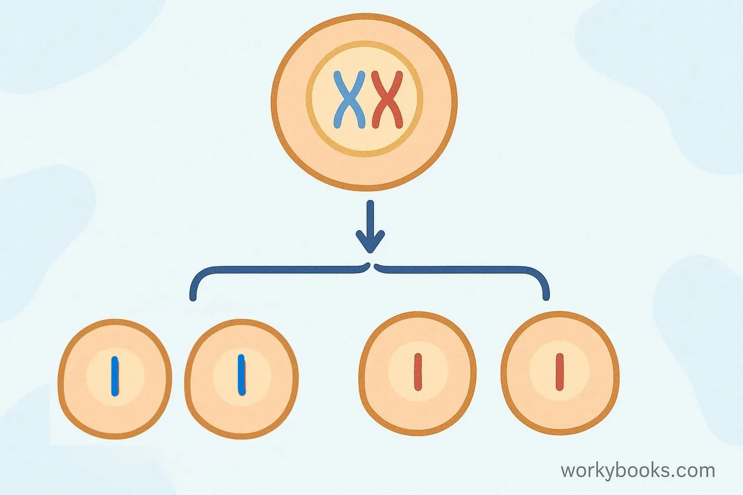 Illustration showing the basic process of meiosis