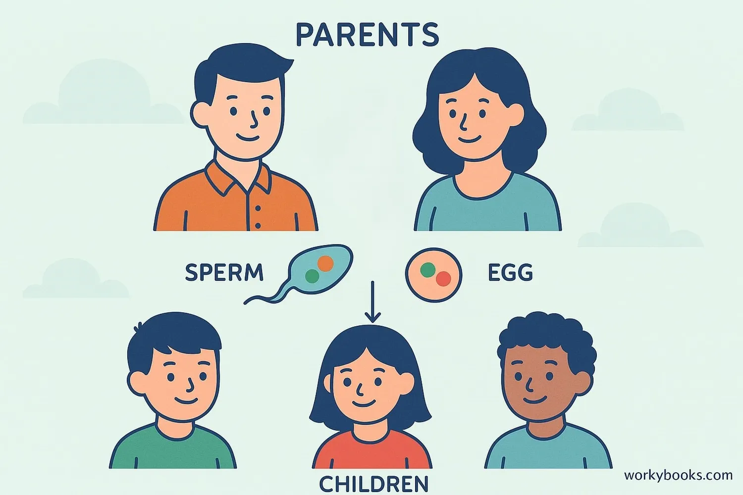 Illustration showing how meiosis creates genetic diversity