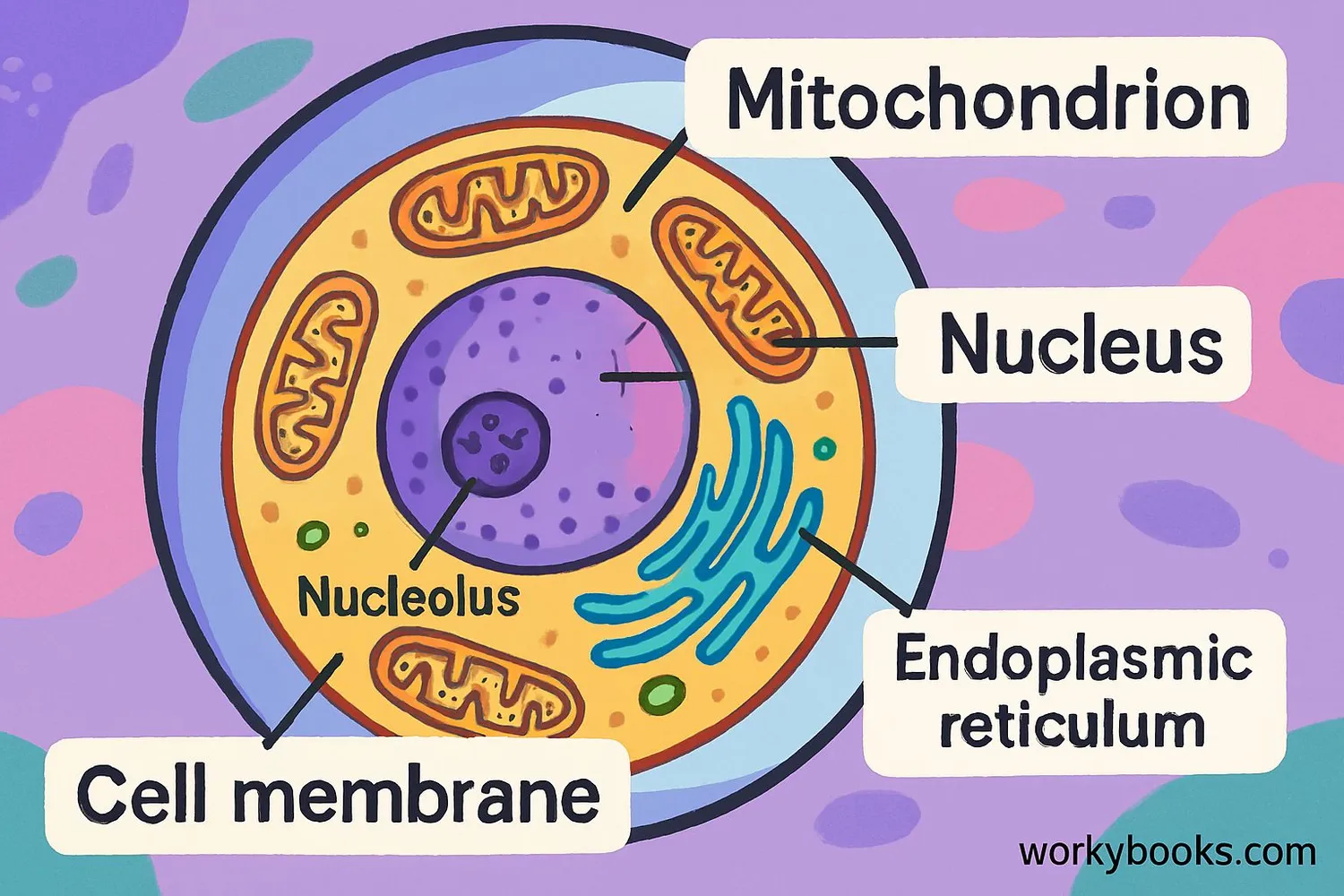 Visual representation of a mitochondrion within a cell