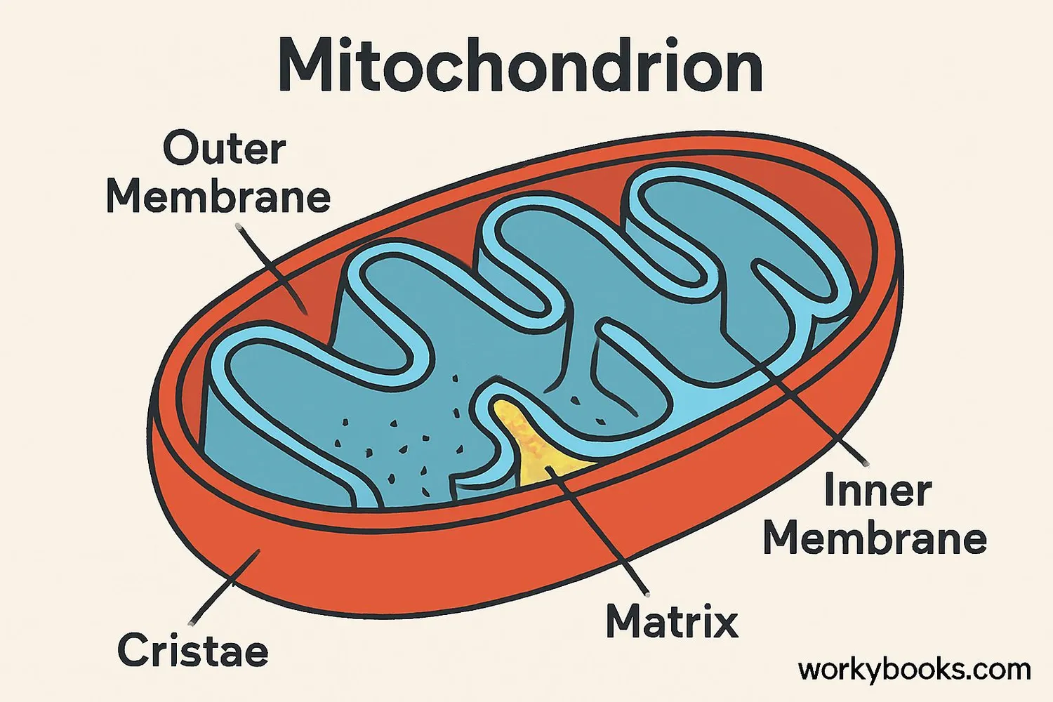 Detailed diagram of a mitochondrion showing its internal structures