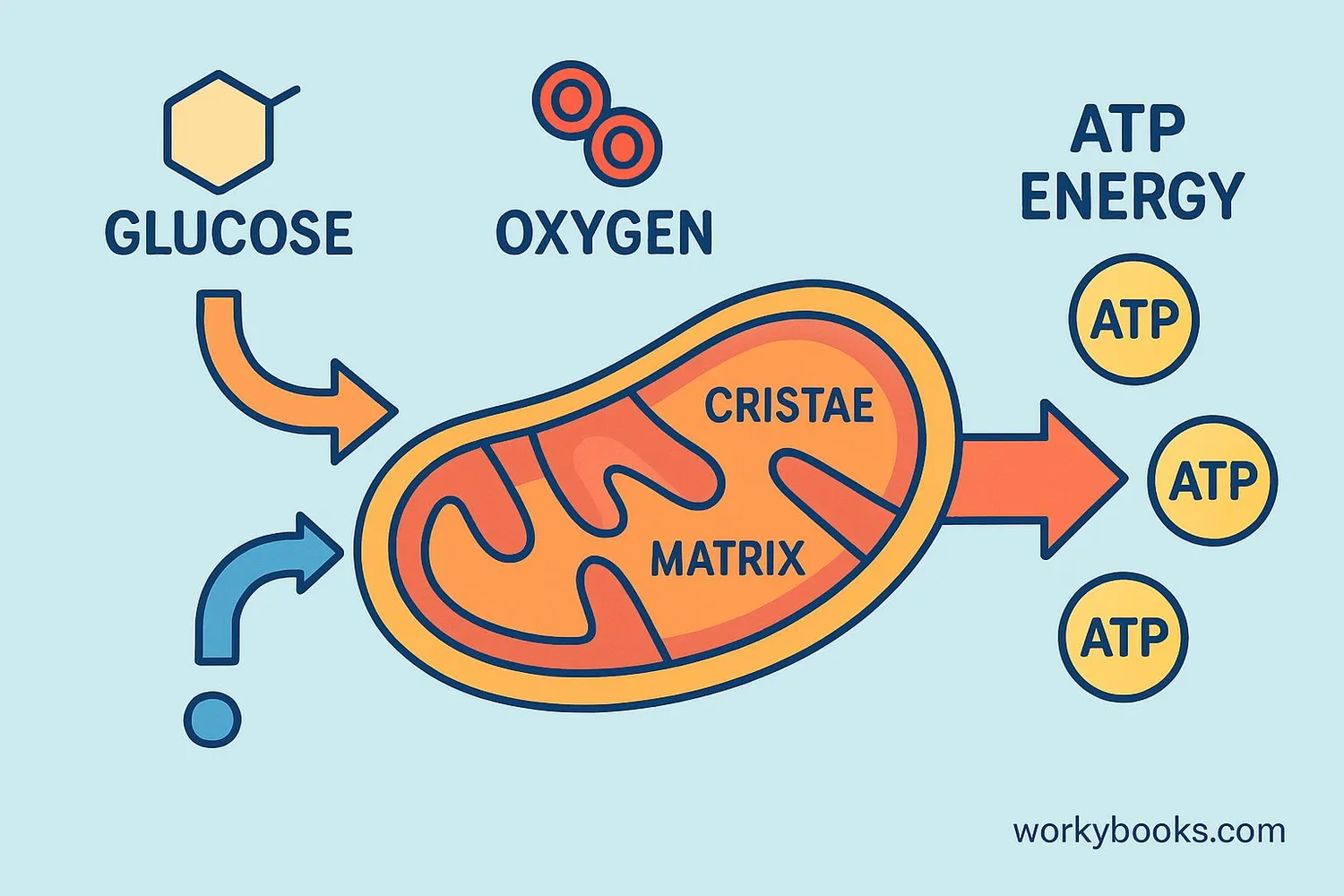 Diagram showing the process of cellular respiration in a mitochondrion
