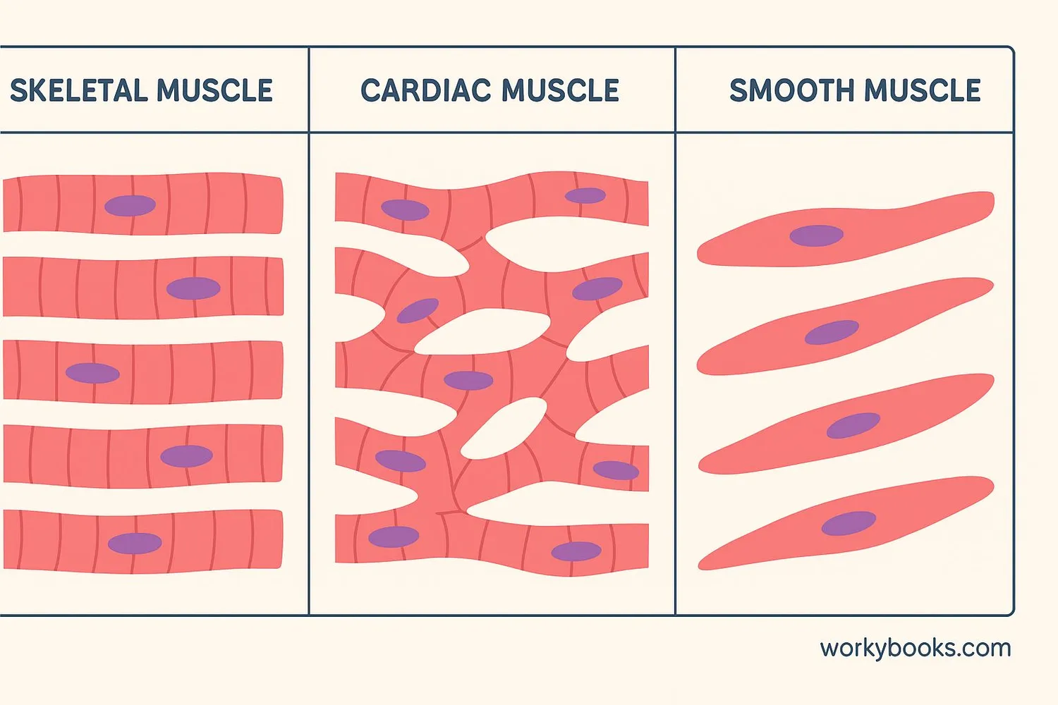 Diagram showing the three types of muscles