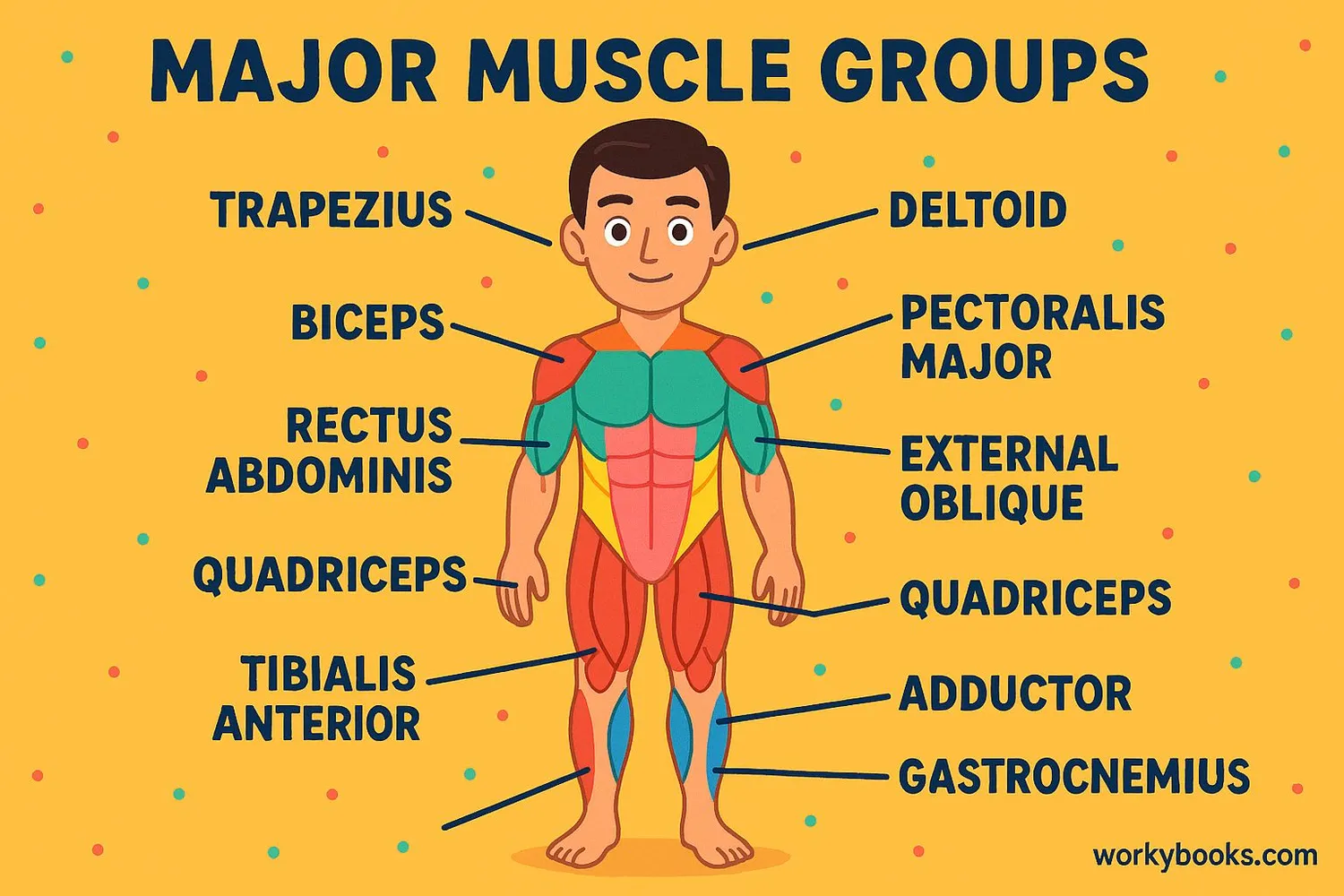 Illustration showing major muscle groups in the human body