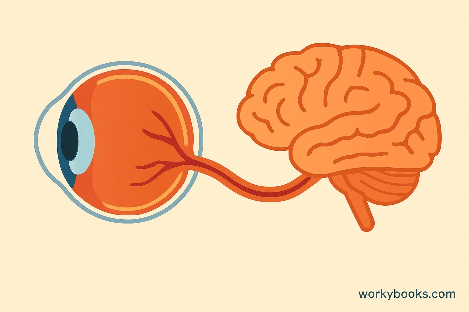 Diagram of the eye showing the optic nerve