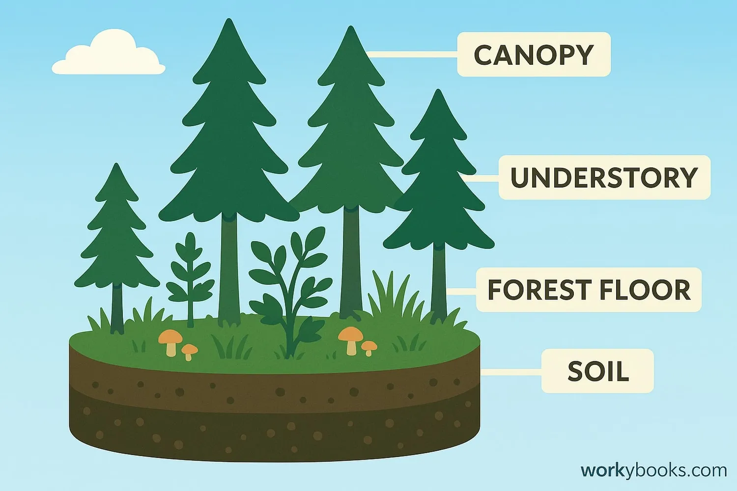 Diagram showing layers of the boreal forest ecosystem