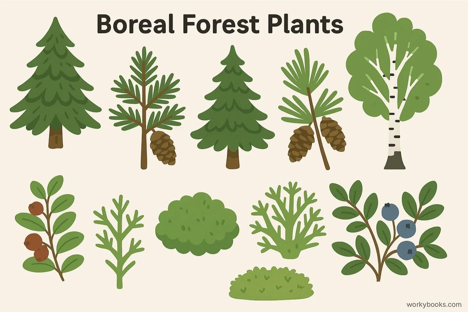 Collection of boreal forest plants including conifers, mosses, and shrubs