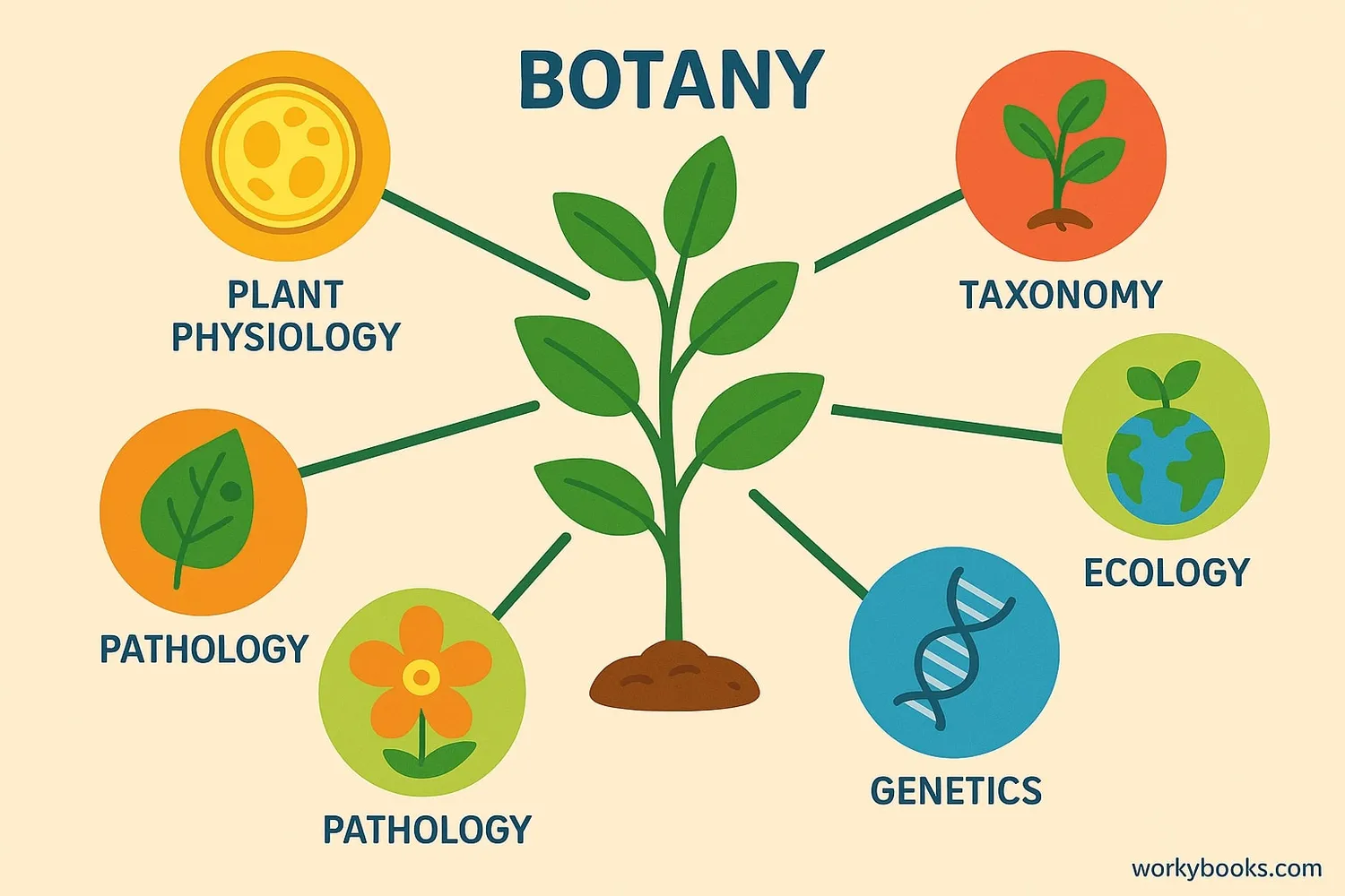 Diagram showing different branches of botany connected to a central plant