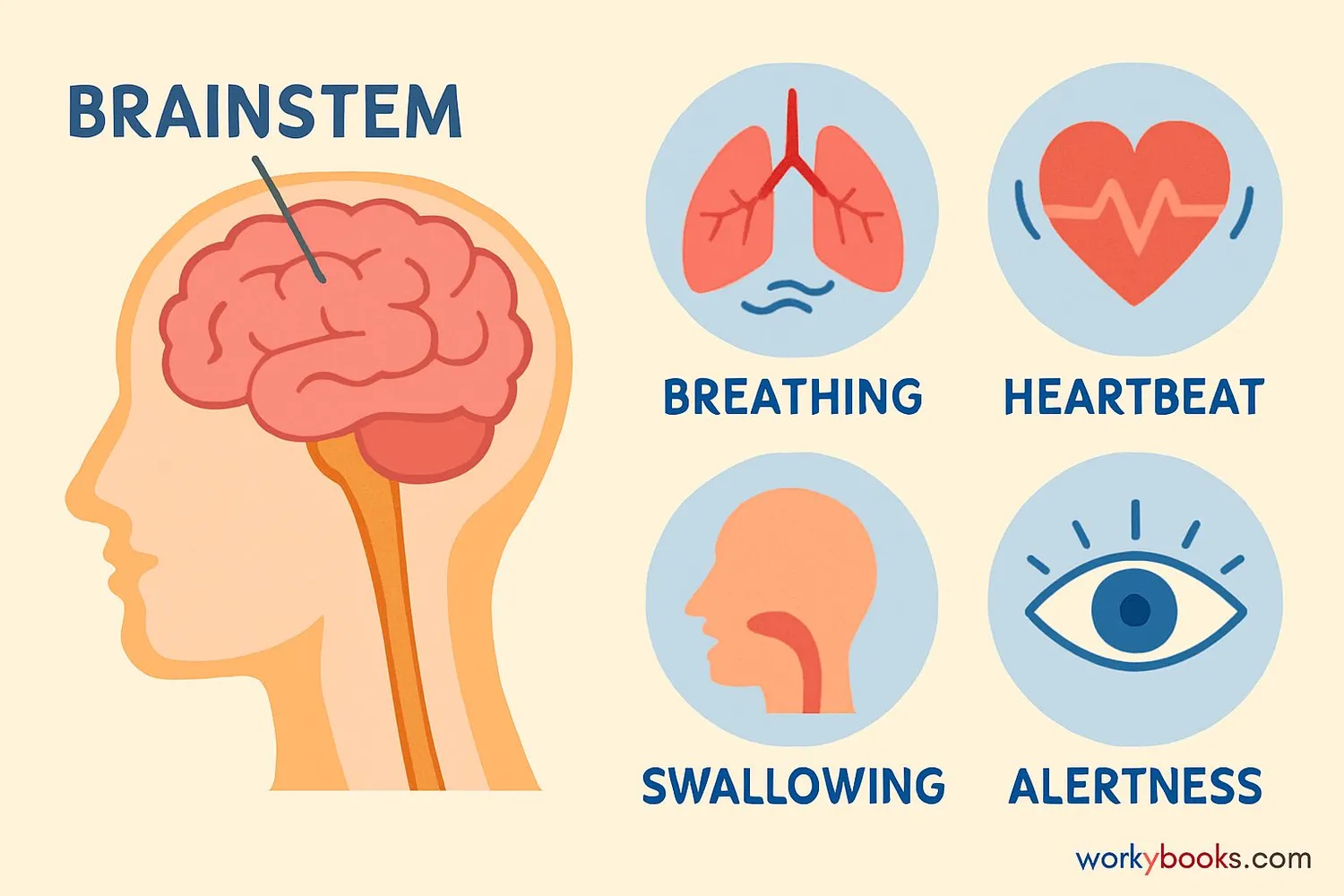 Diagram showing the brain stem controlling different body functions