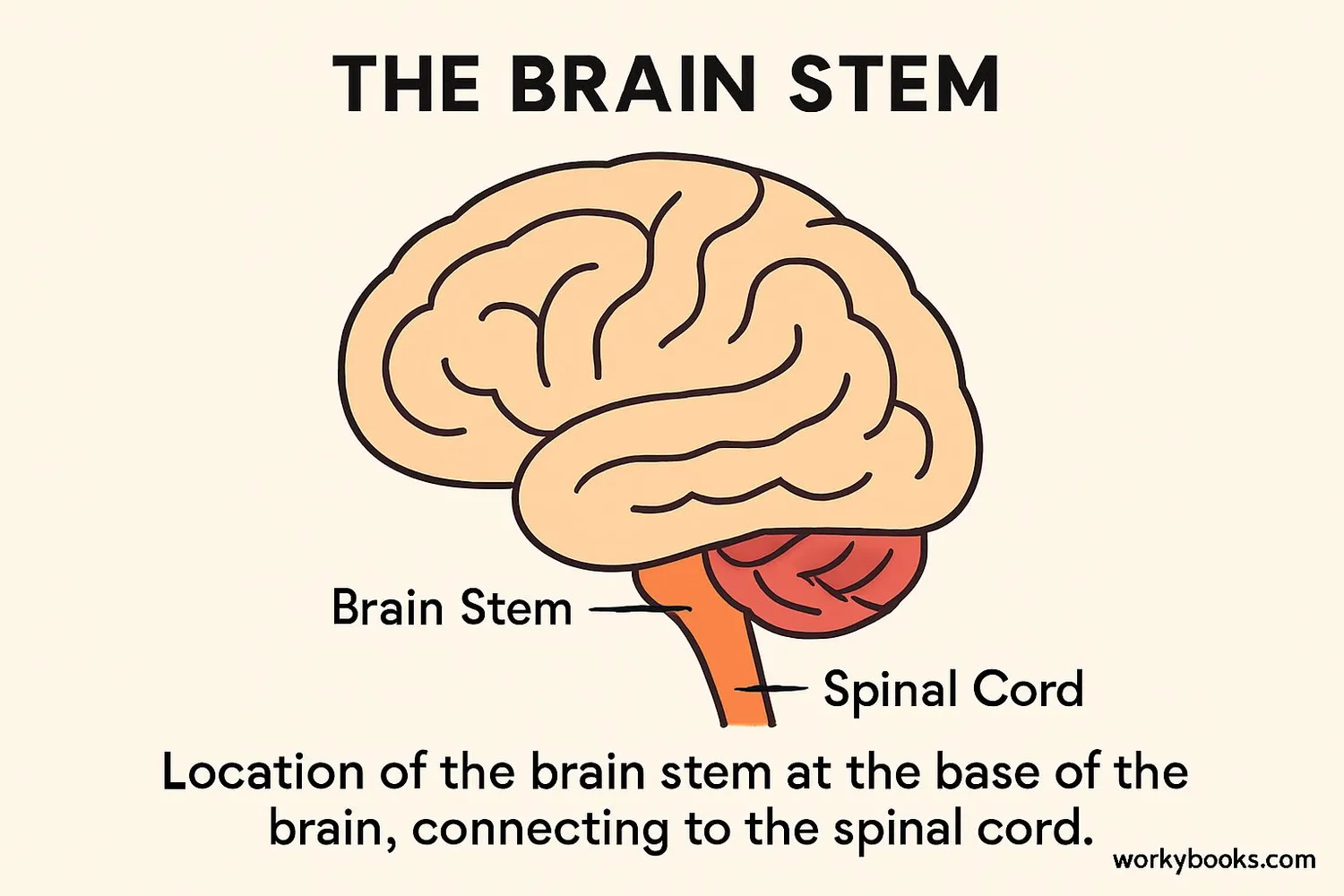 Visual representation of brain stem's location in the brain