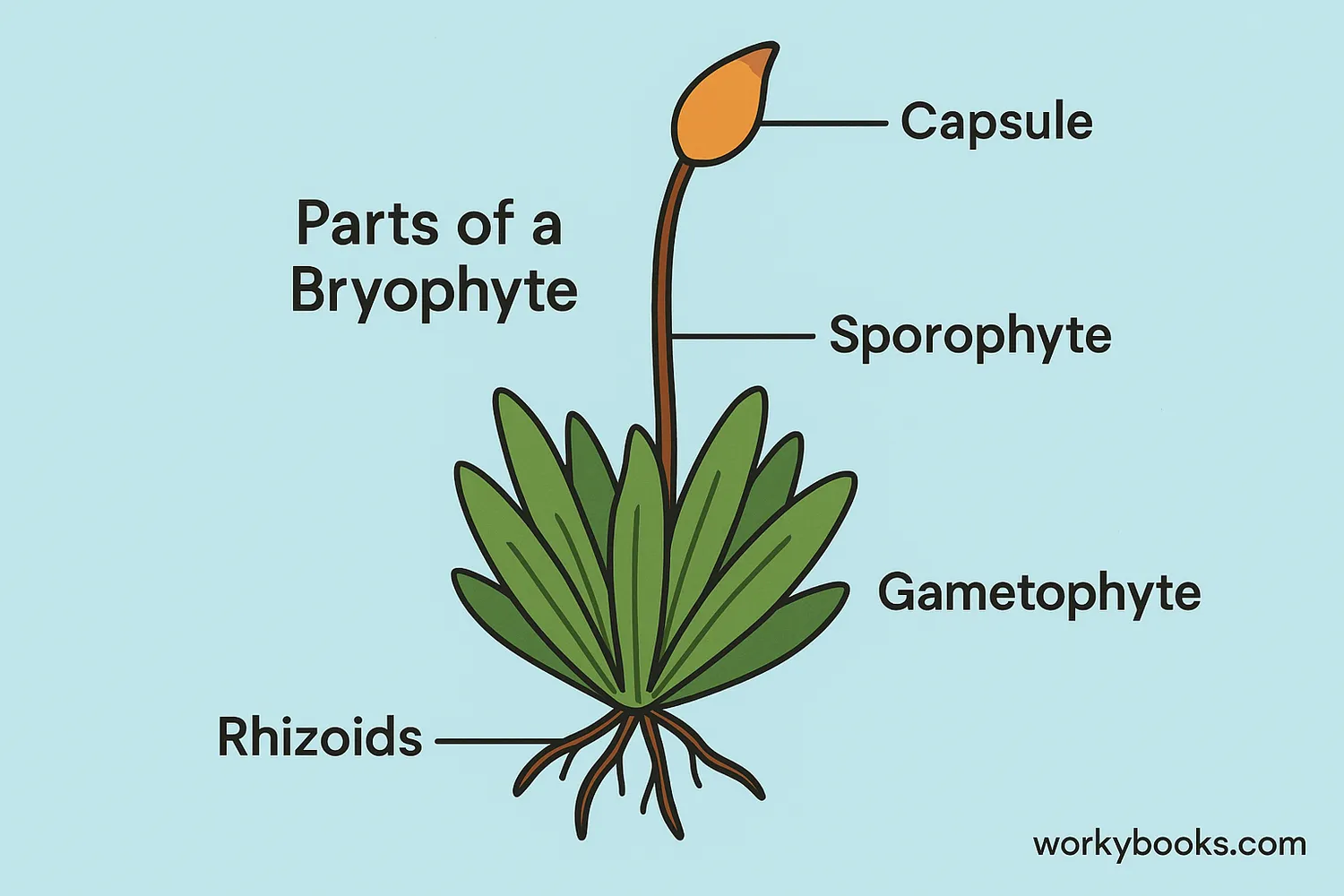 Structure of a bryophyte