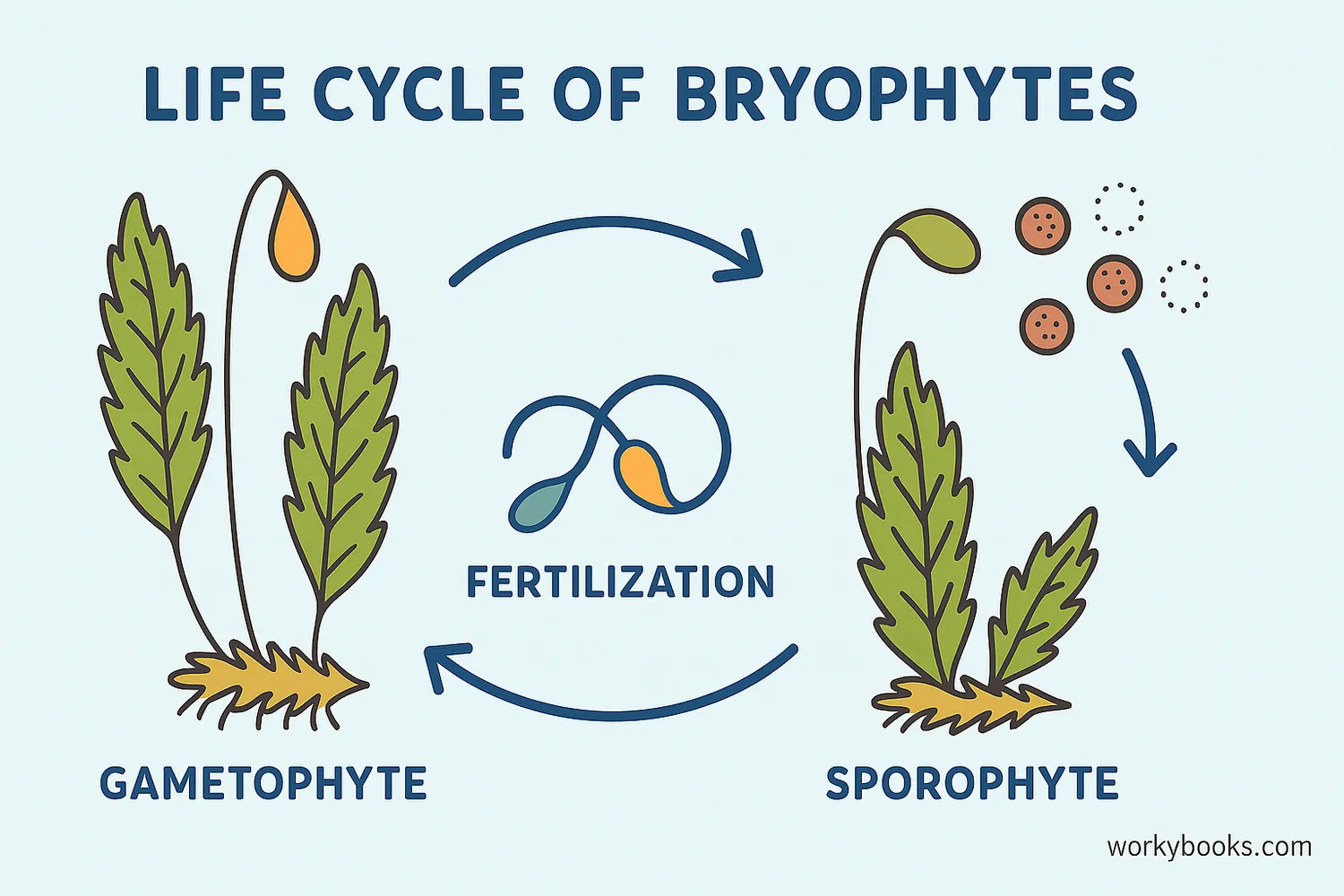 Bryophyte life cycle diagram