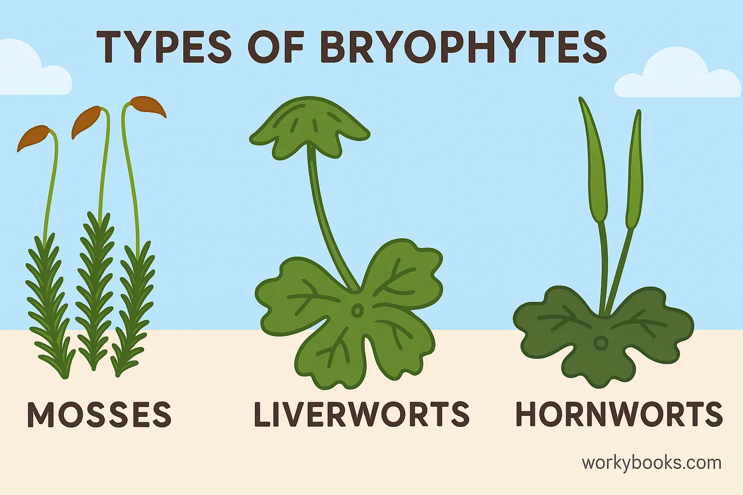 Examples of mosses, liverworts, and hornworts