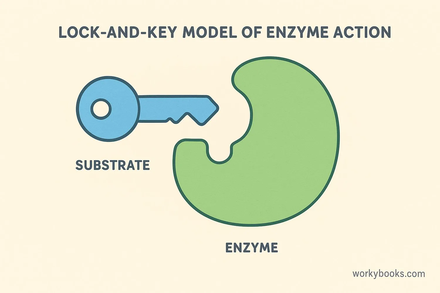 Visual of enzyme catalyst with lock-and-key mechanism