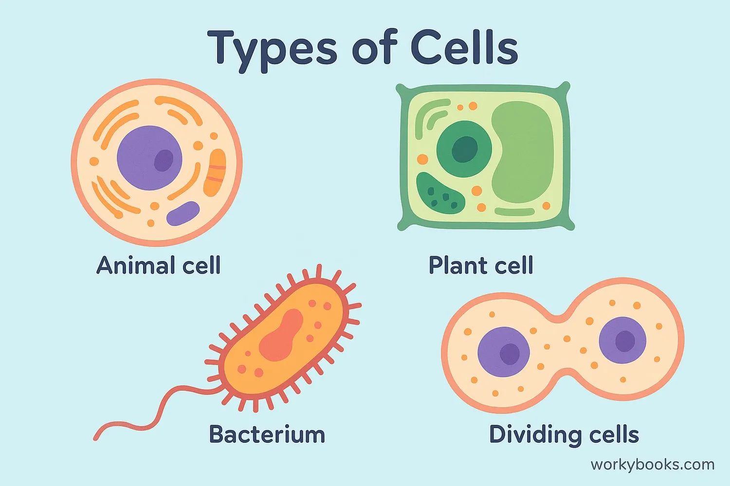 Visual representation of different types of cells