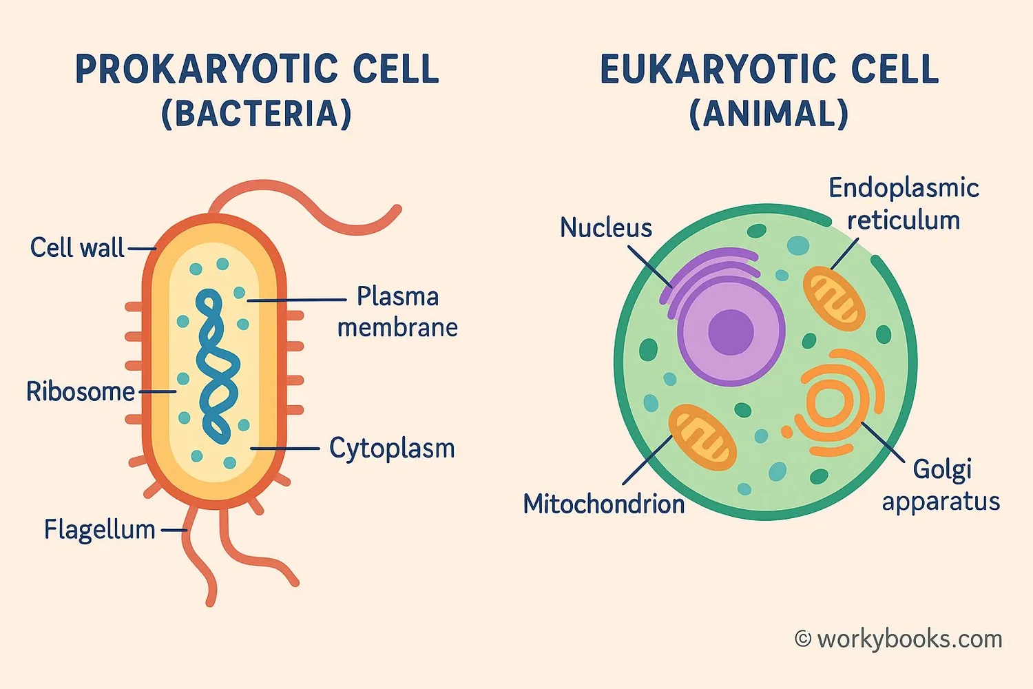 Comparison of prokaryotic and eukaryotic cells