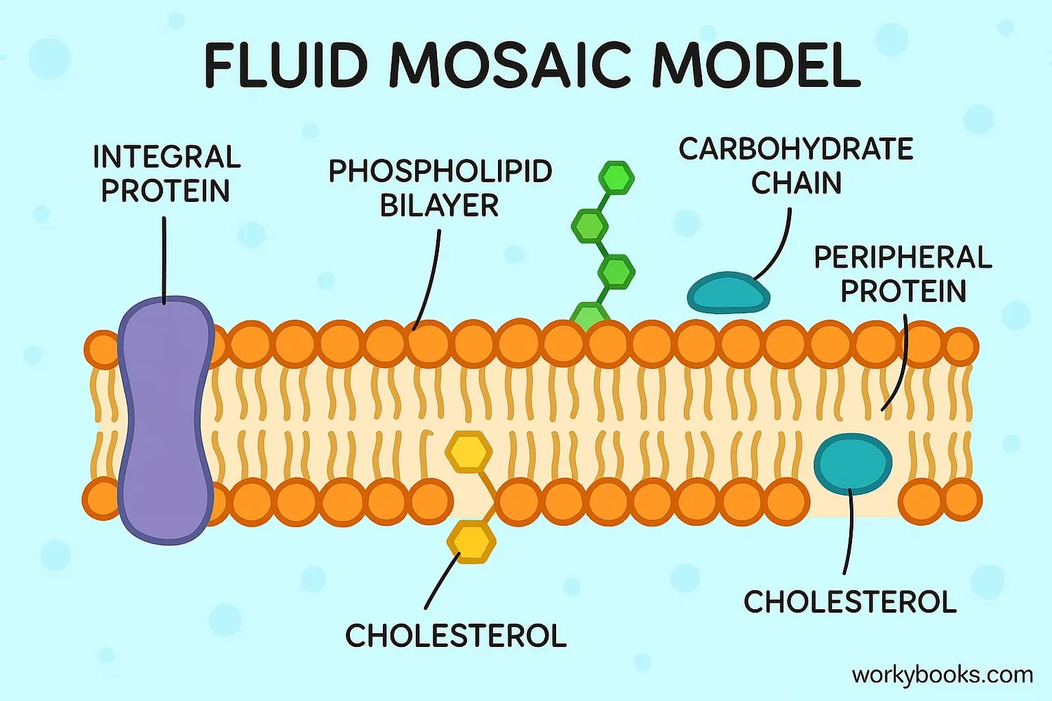 Diagram showing the fluid mosaic model of the cell membrane