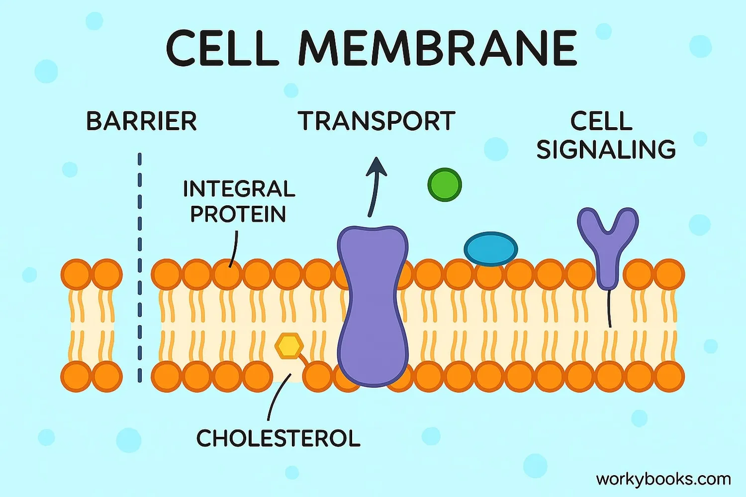 Illustration showing the various functions of the cell membrane