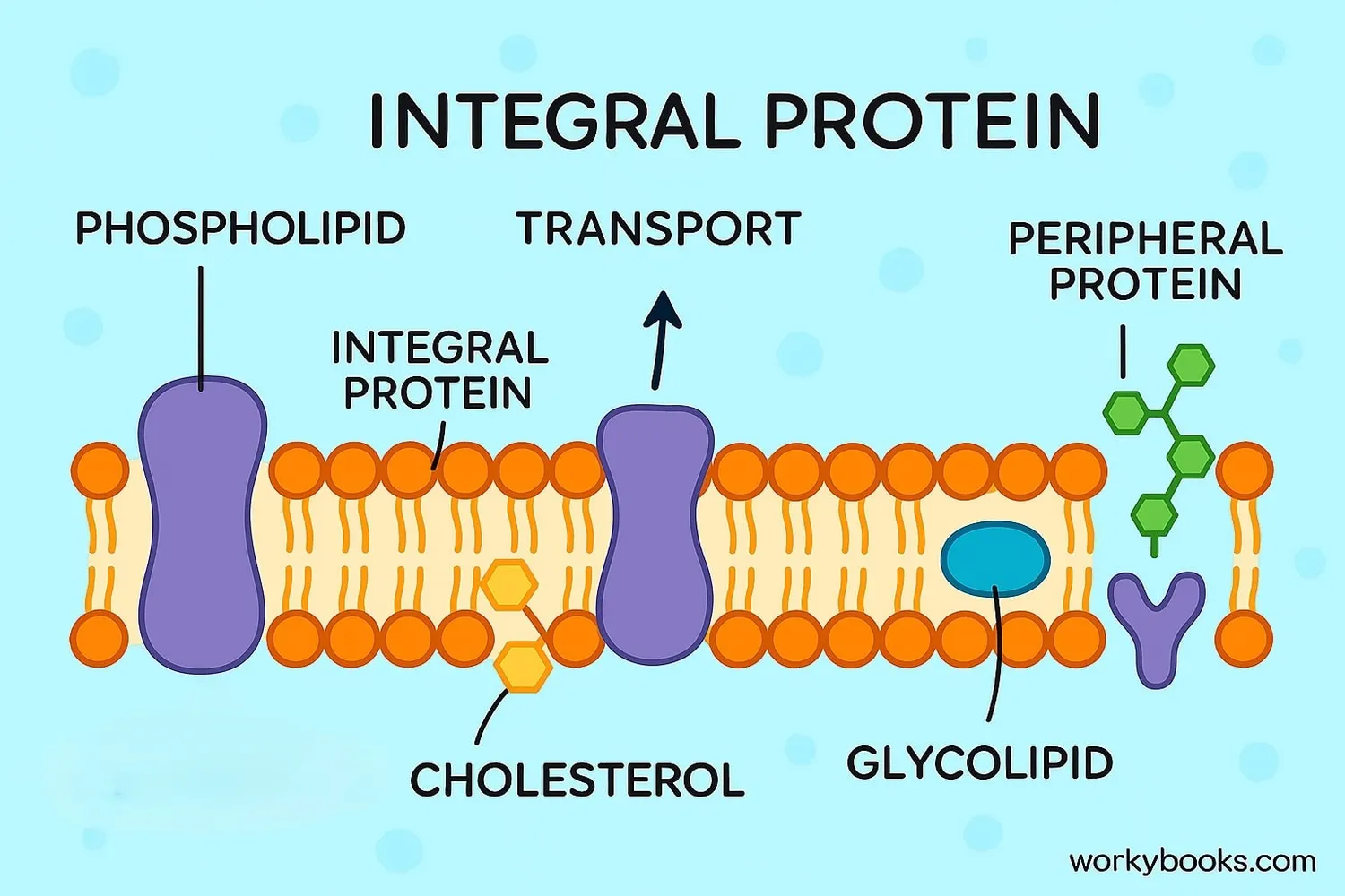 Detailed diagram showing the molecular components of the cell membrane
