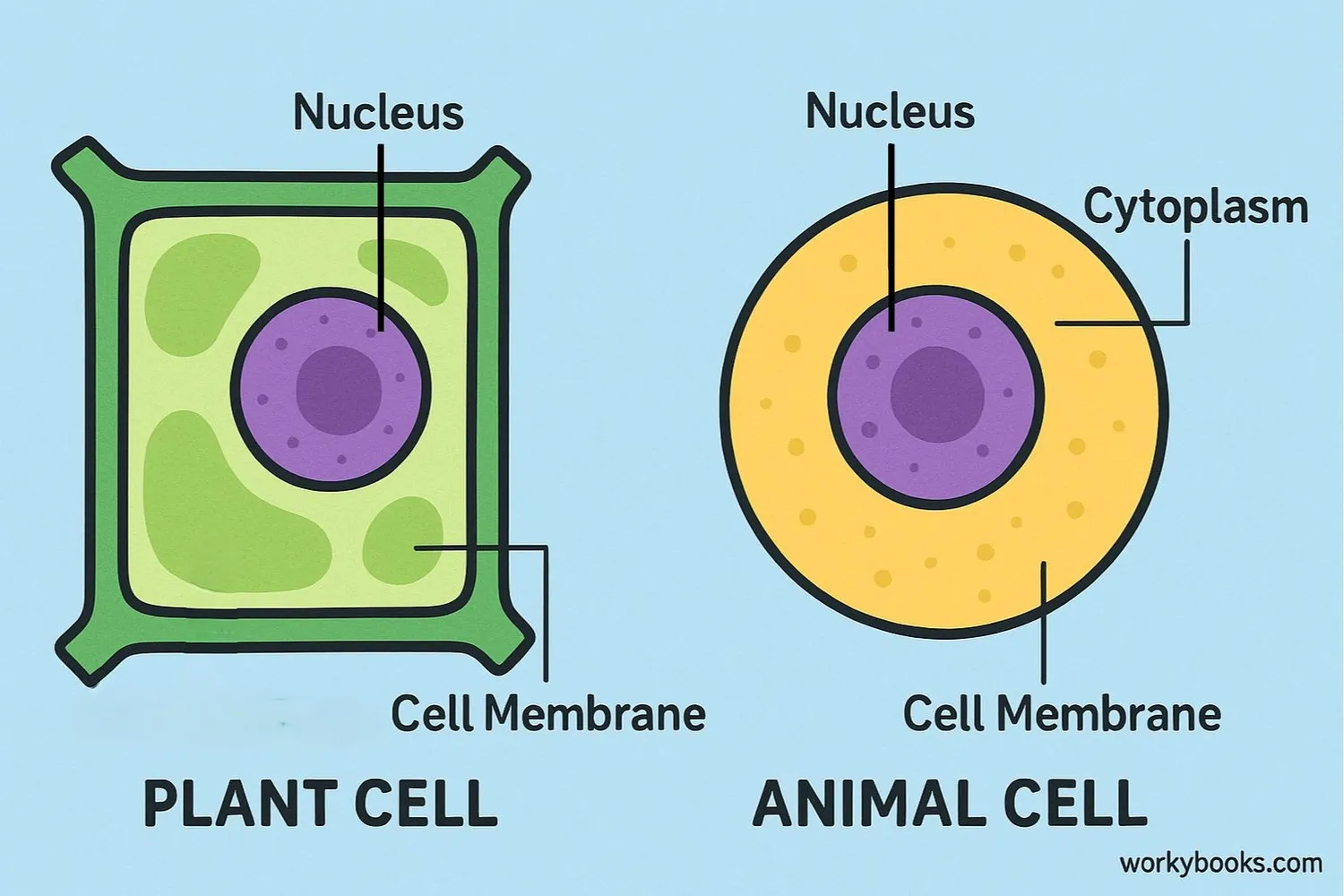 Visual representation of a plant cell and animal cell showing their structures