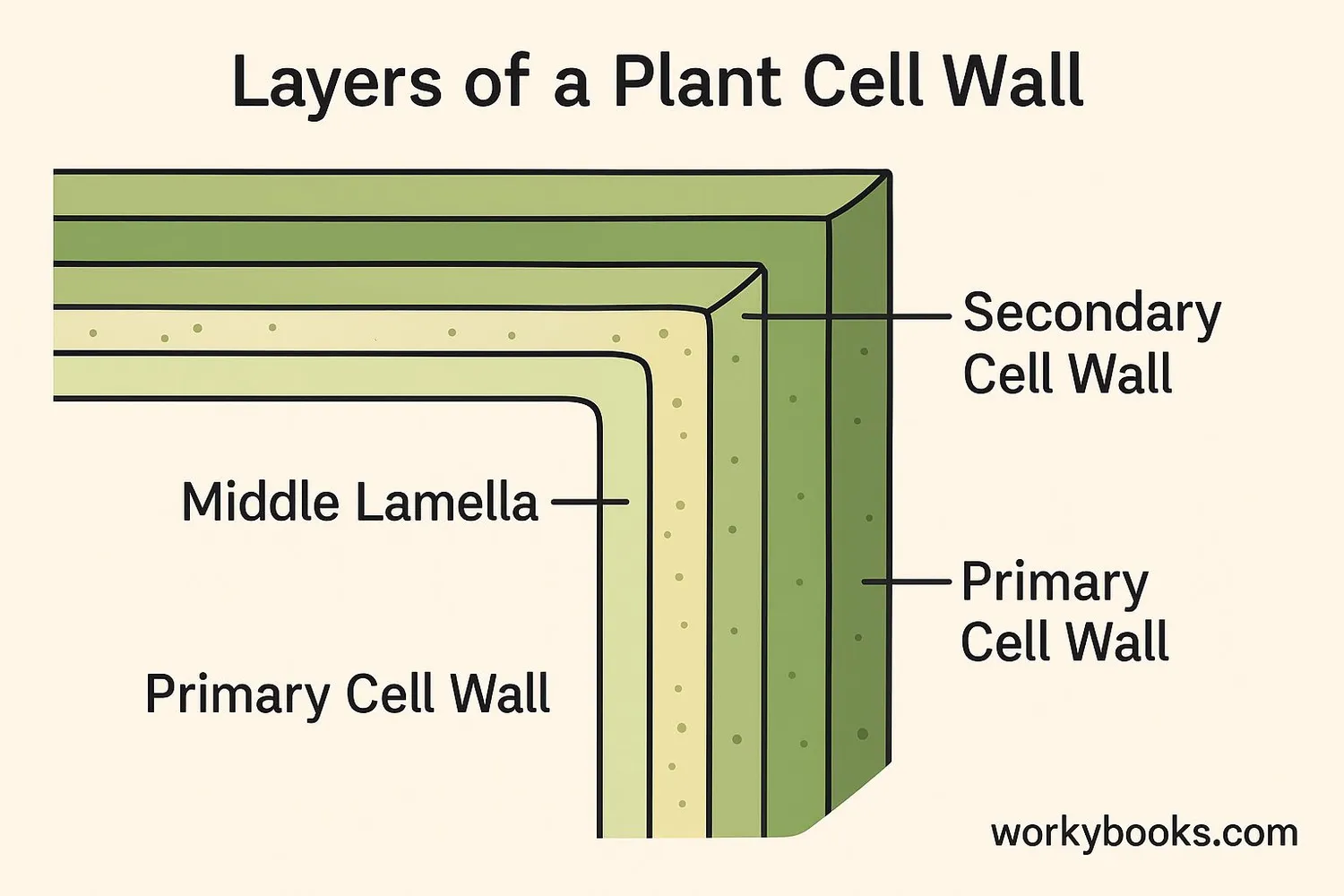 Diagram showing the layers of a plant cell wall