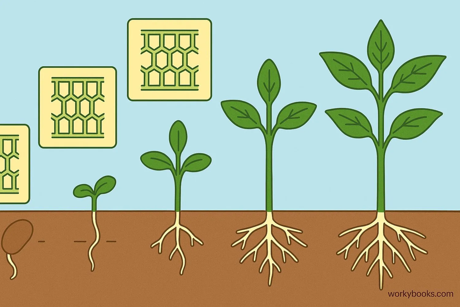 Plant growing from a seed into a tall plant