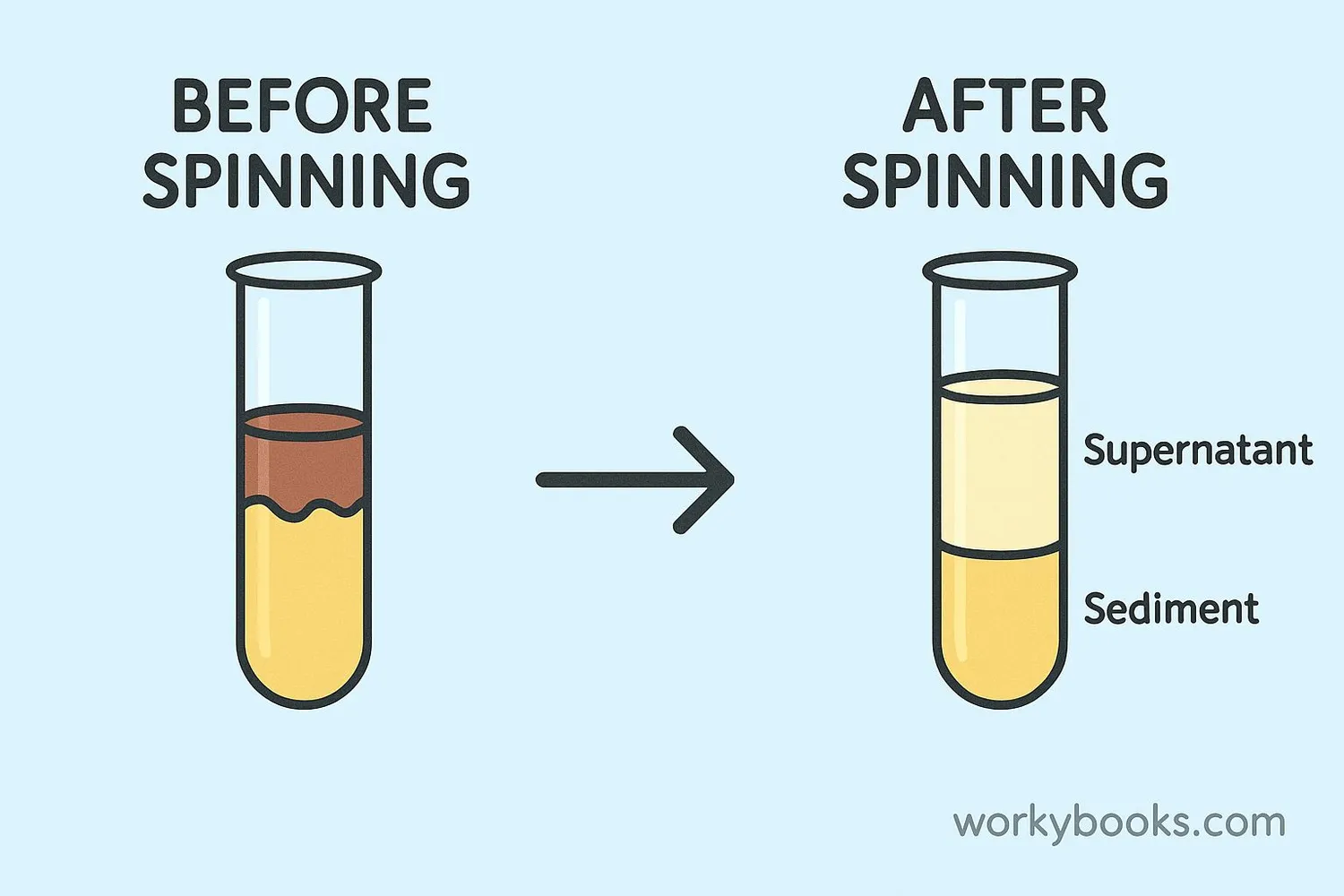 Diagram showing separation process in a centrifuge