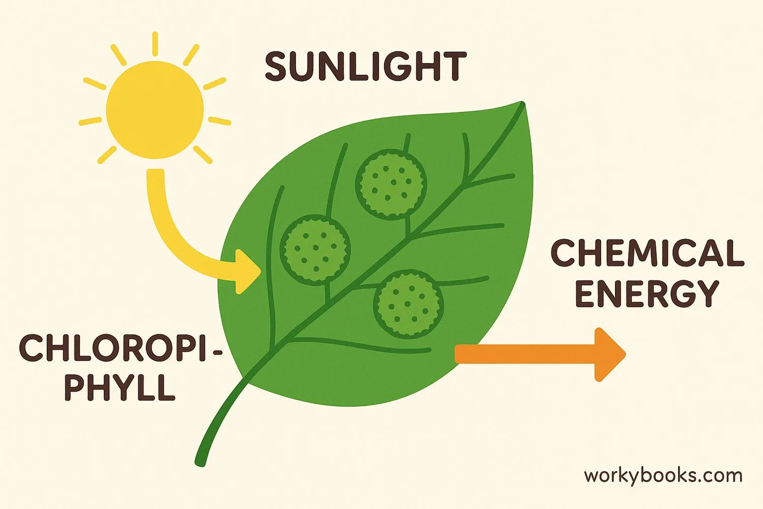 Diagram showing photosynthesis process with chlorophyll capturing sunlight