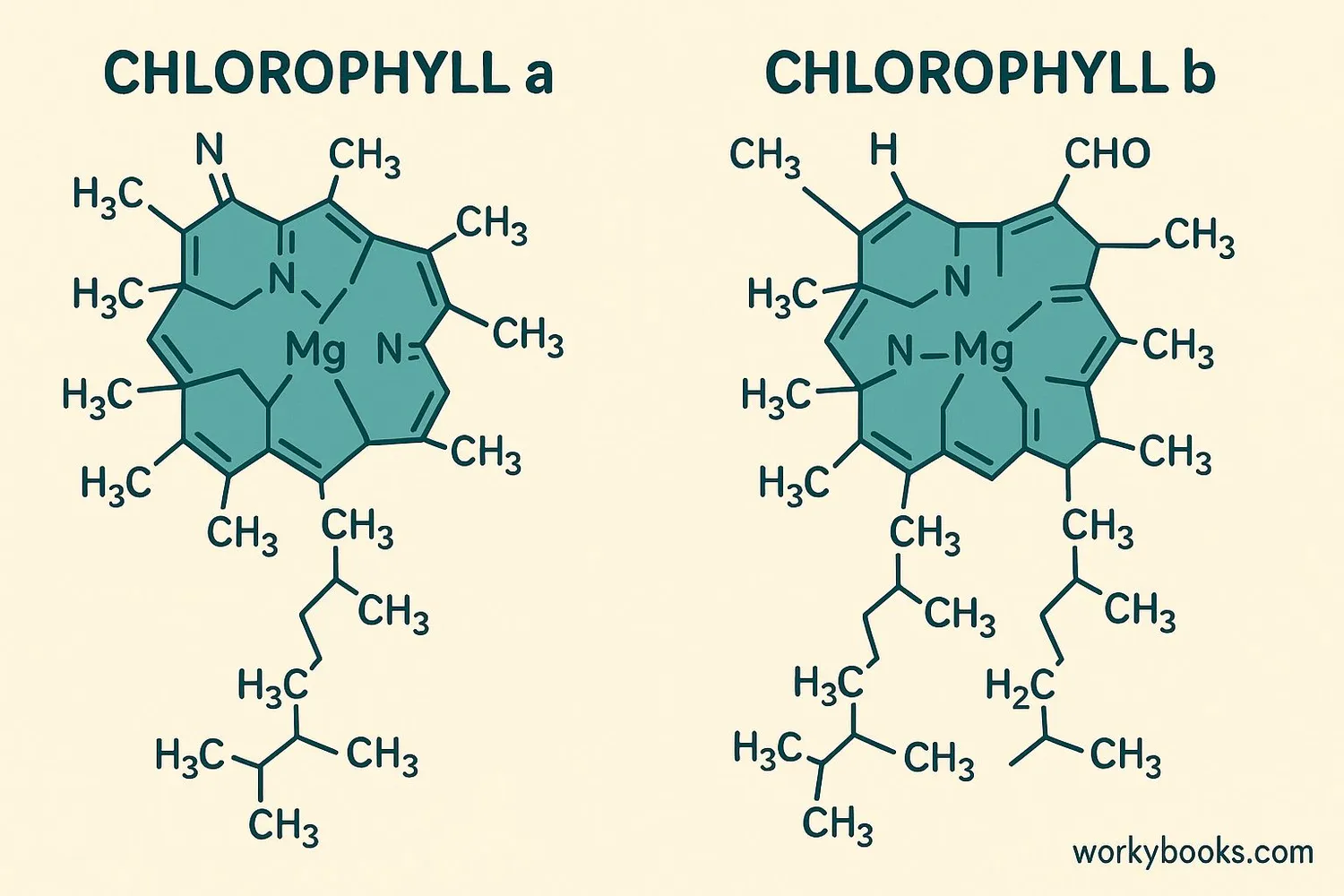 Comparison of chlorophyll a and chlorophyll b molecules