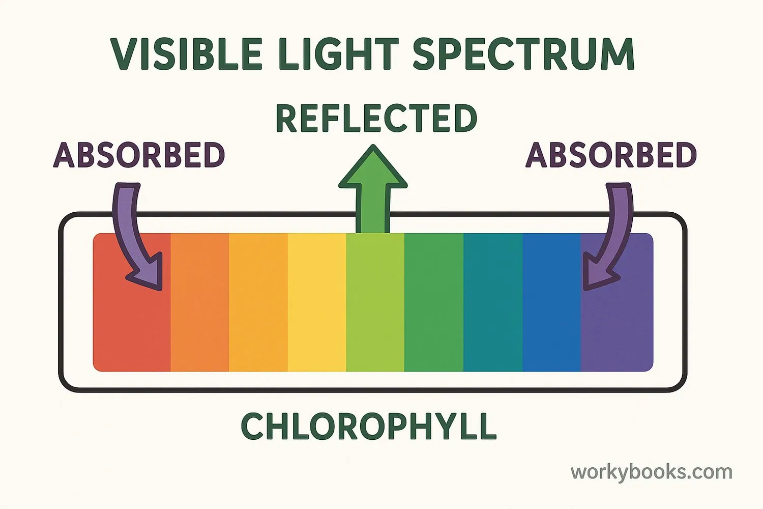 Color spectrum showing chlorophyll absorption
