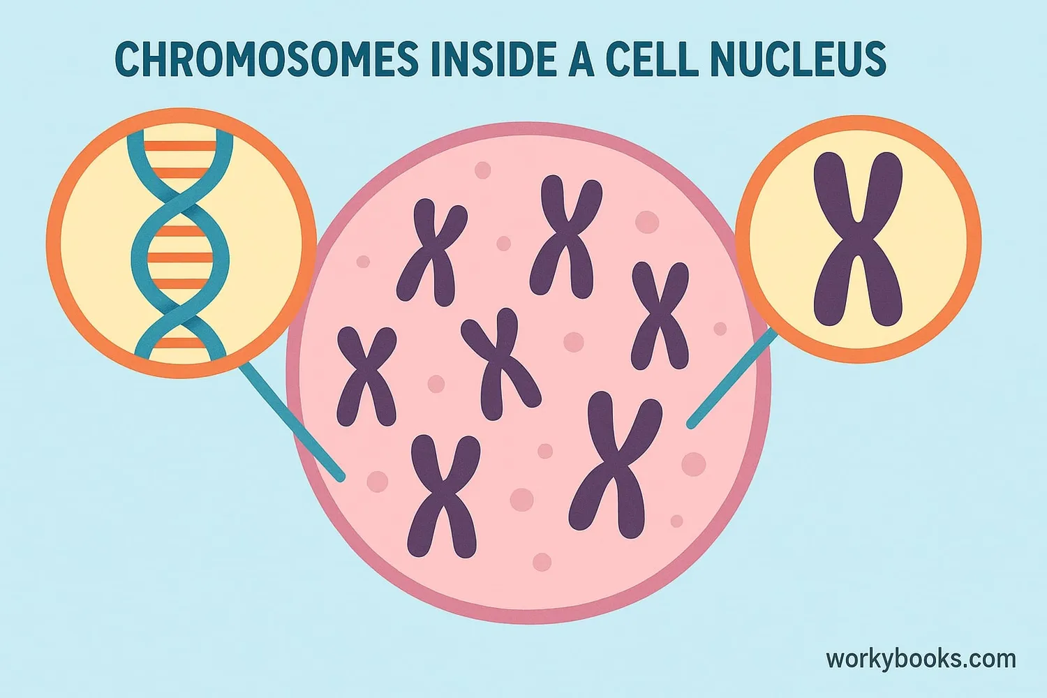 Visual representation of chromosomes inside a cell nucleus