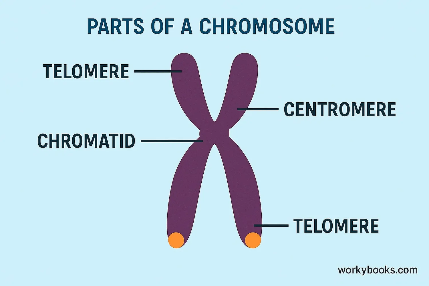 Diagram showing chromosome structure: chromatids, centromere, telomeres