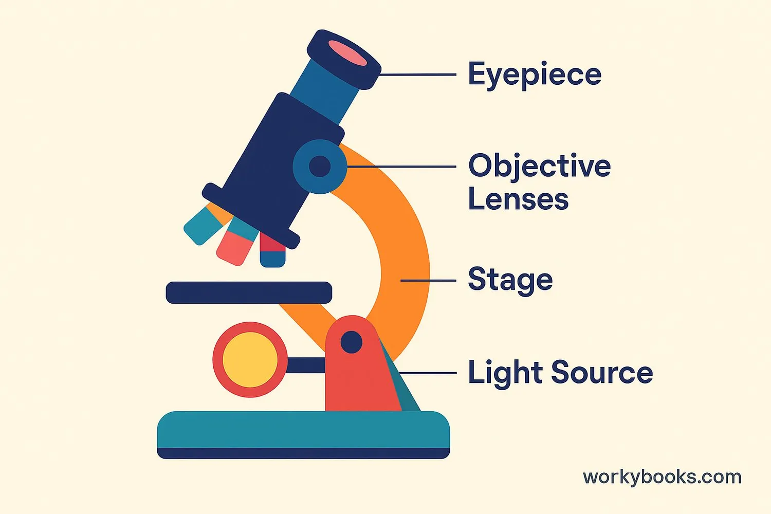 Compound microscope diagram