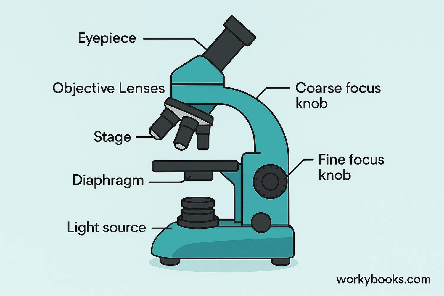Detailed microscope parts diagram