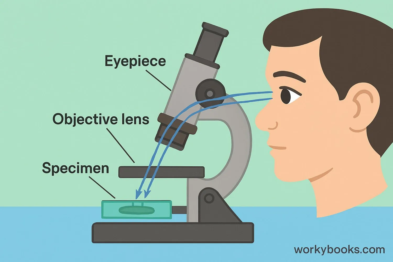 Microscope light path diagram
