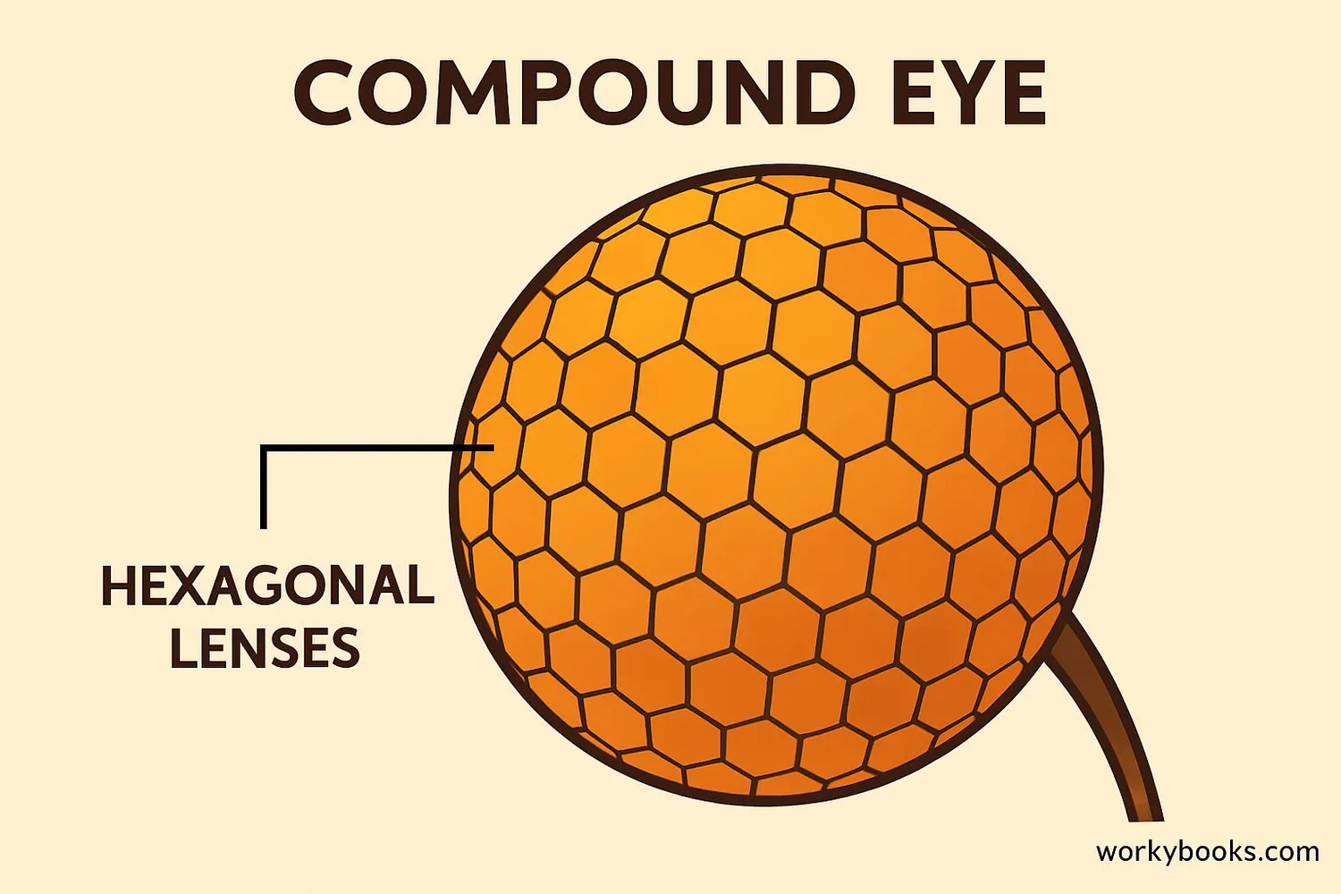 Visual representation of a compound eye showing many small lenses