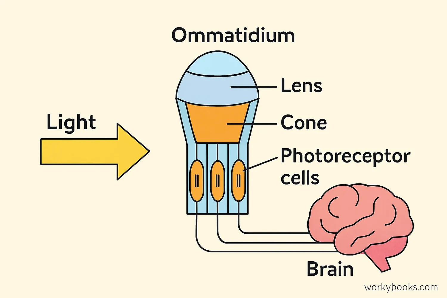 Diagram showing how light passes through each ommatidium in a compound eye
