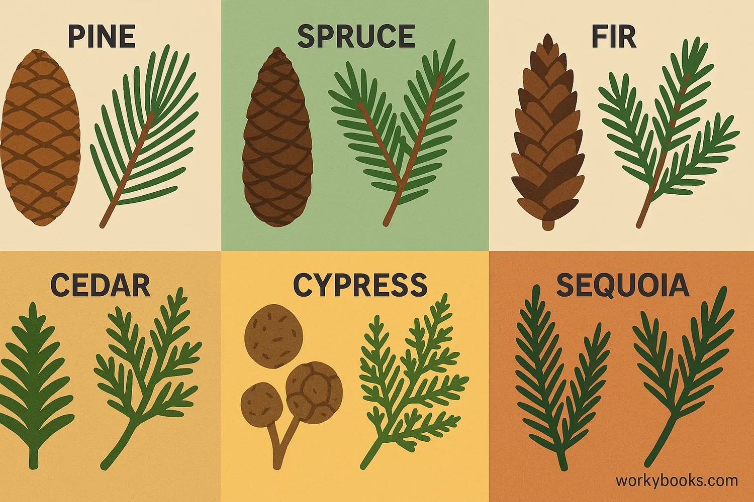 Collage of different conifer types