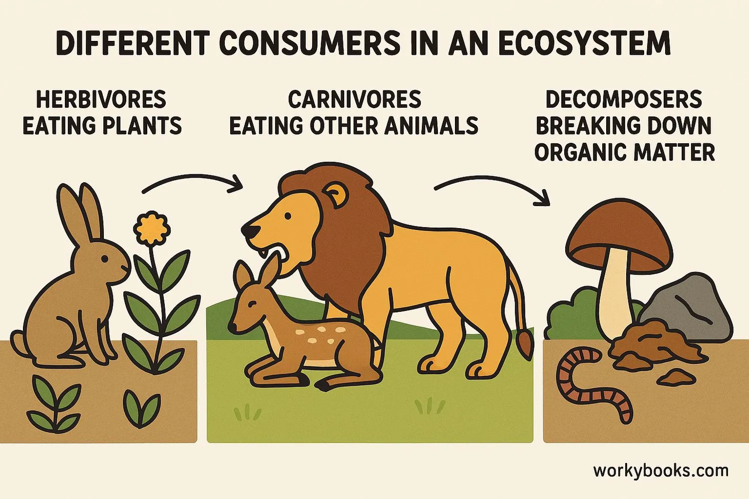 Visual representation of different consumers in an ecosystem