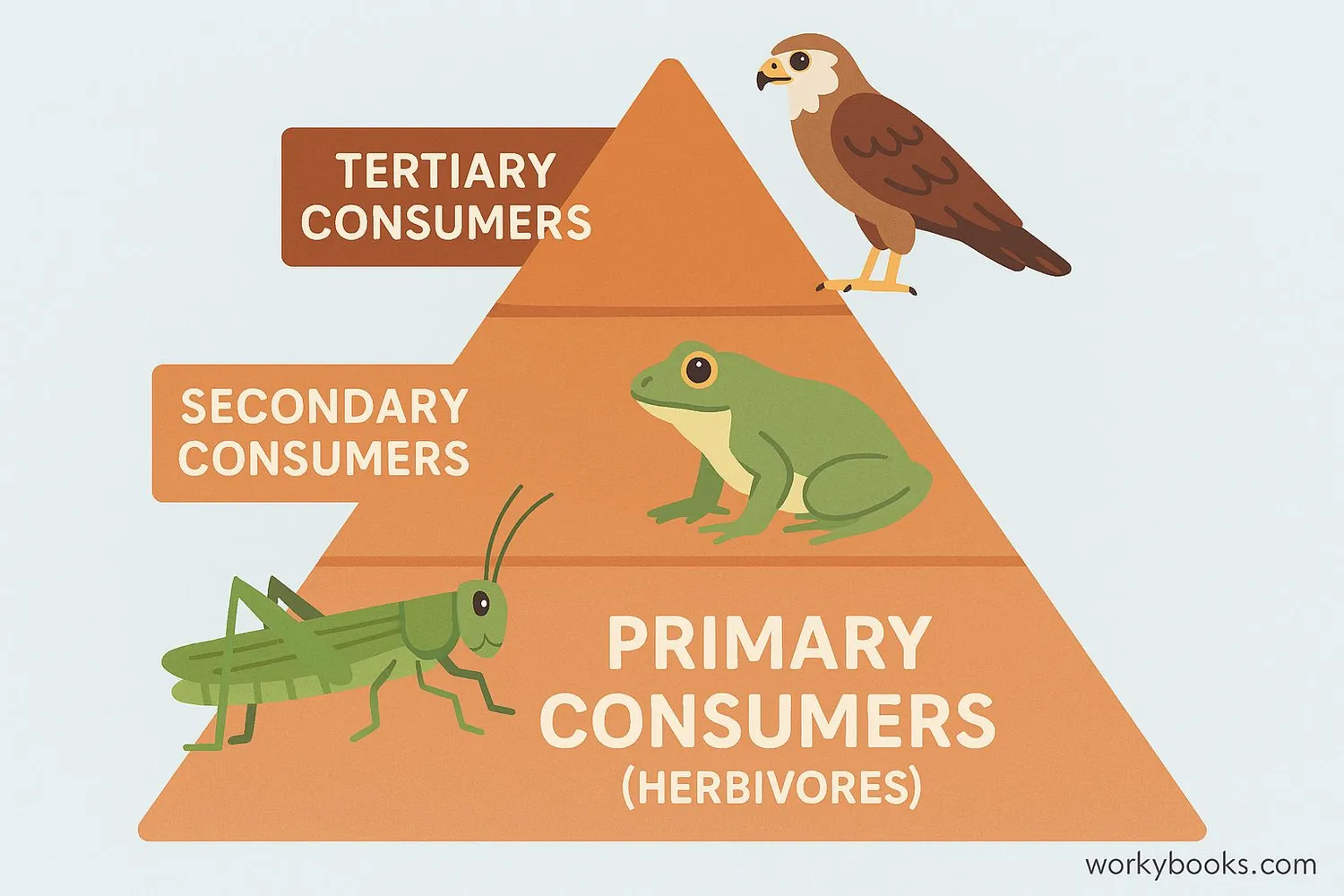 Diagram showing different levels of consumers in a food chain
