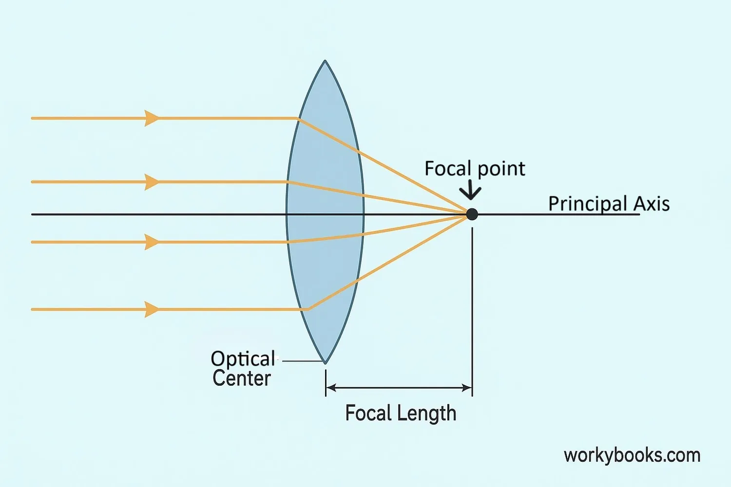 Diagram showing key parts of a convex lens