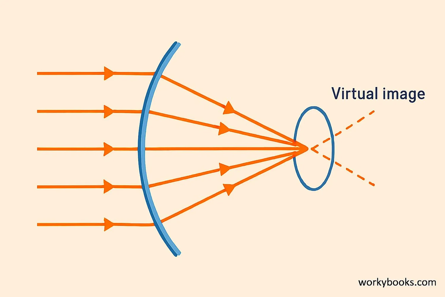 Diagram showing light reflection properties of convex mirrors
