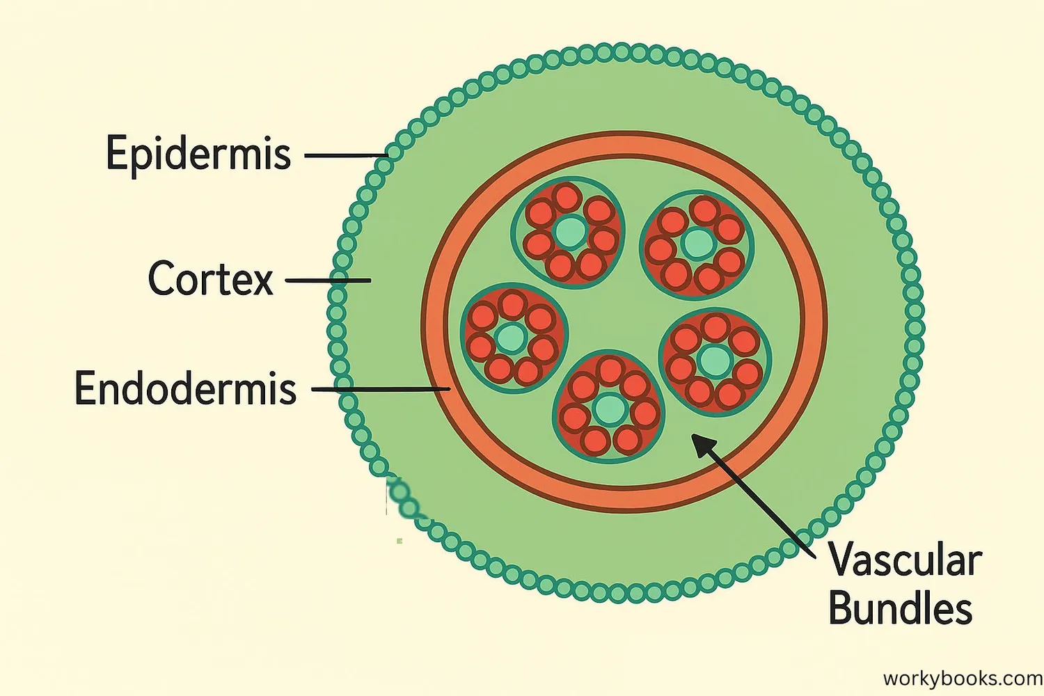 Diagram of plant stem showing cortex tissue between epidermis and vascular bundles