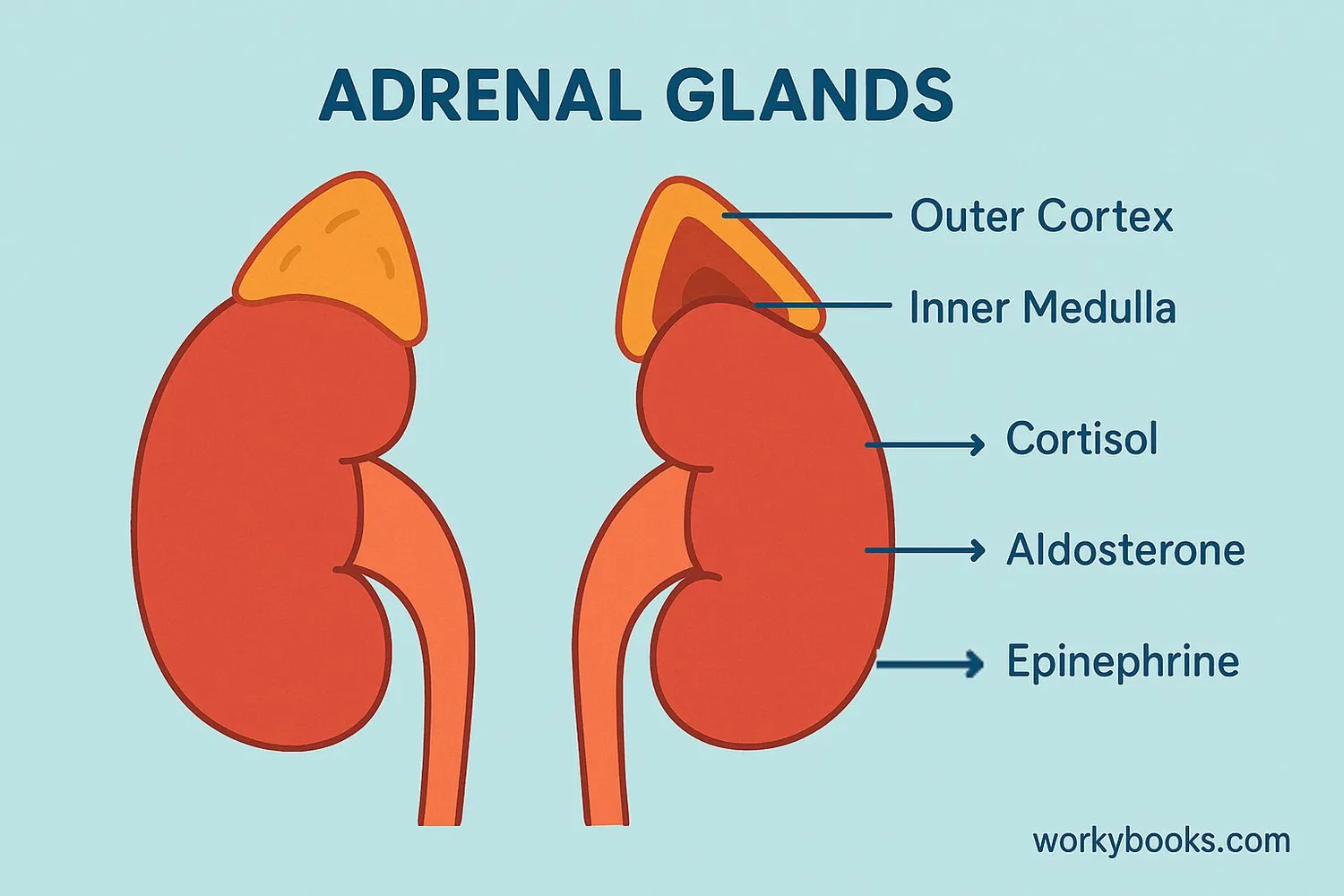 Diagram showing location of adrenal glands on top of kidneys and their cortex layer