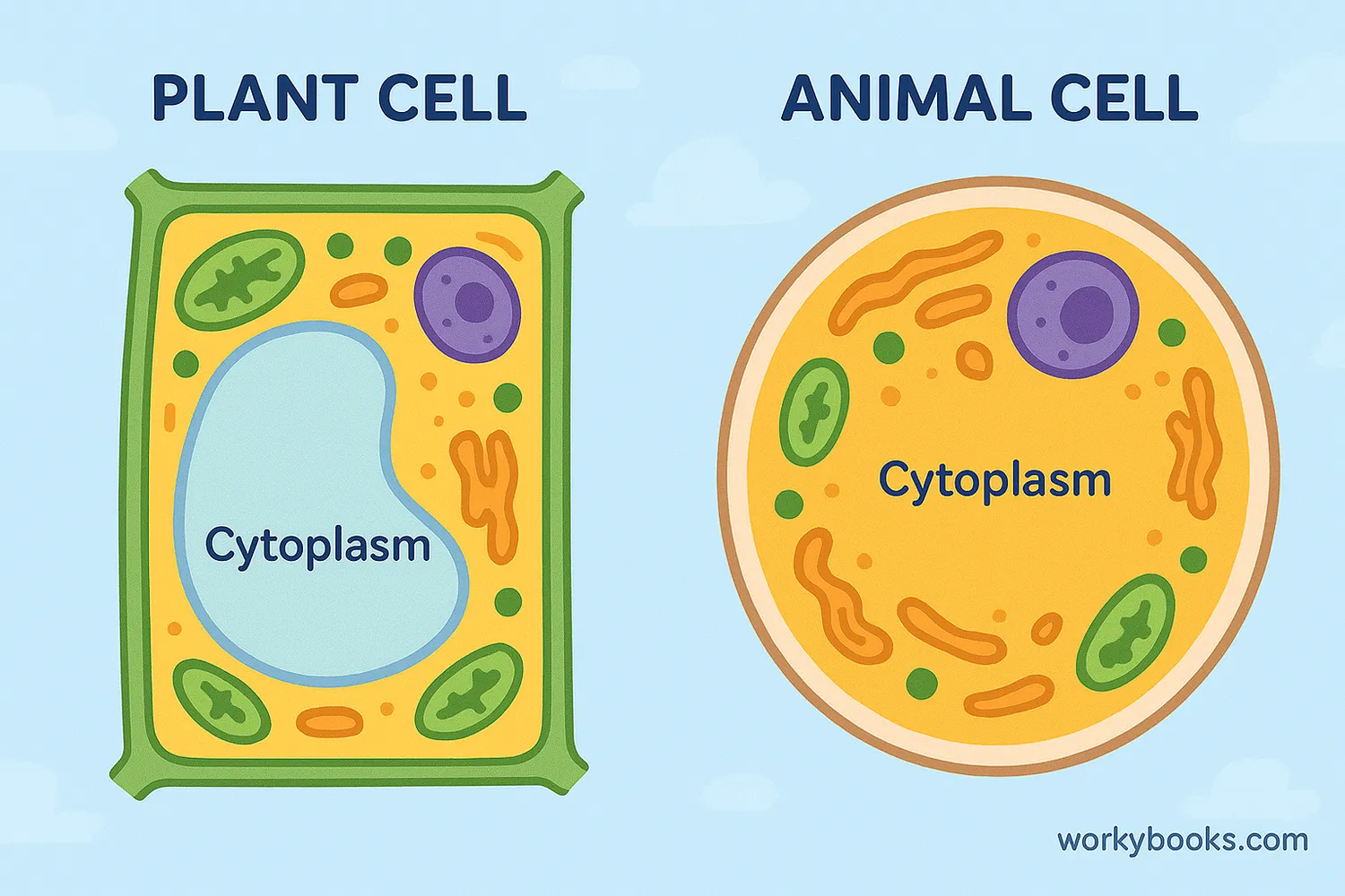 Comparison of cytoplasm in plant and animal cells