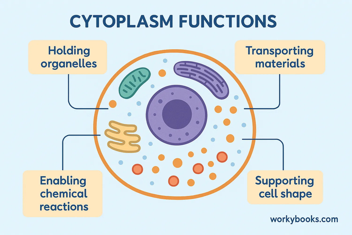 Illustration showing key functions of cytoplasm