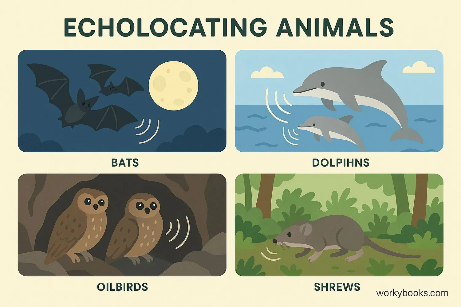 Illustration showing different echolocating animals