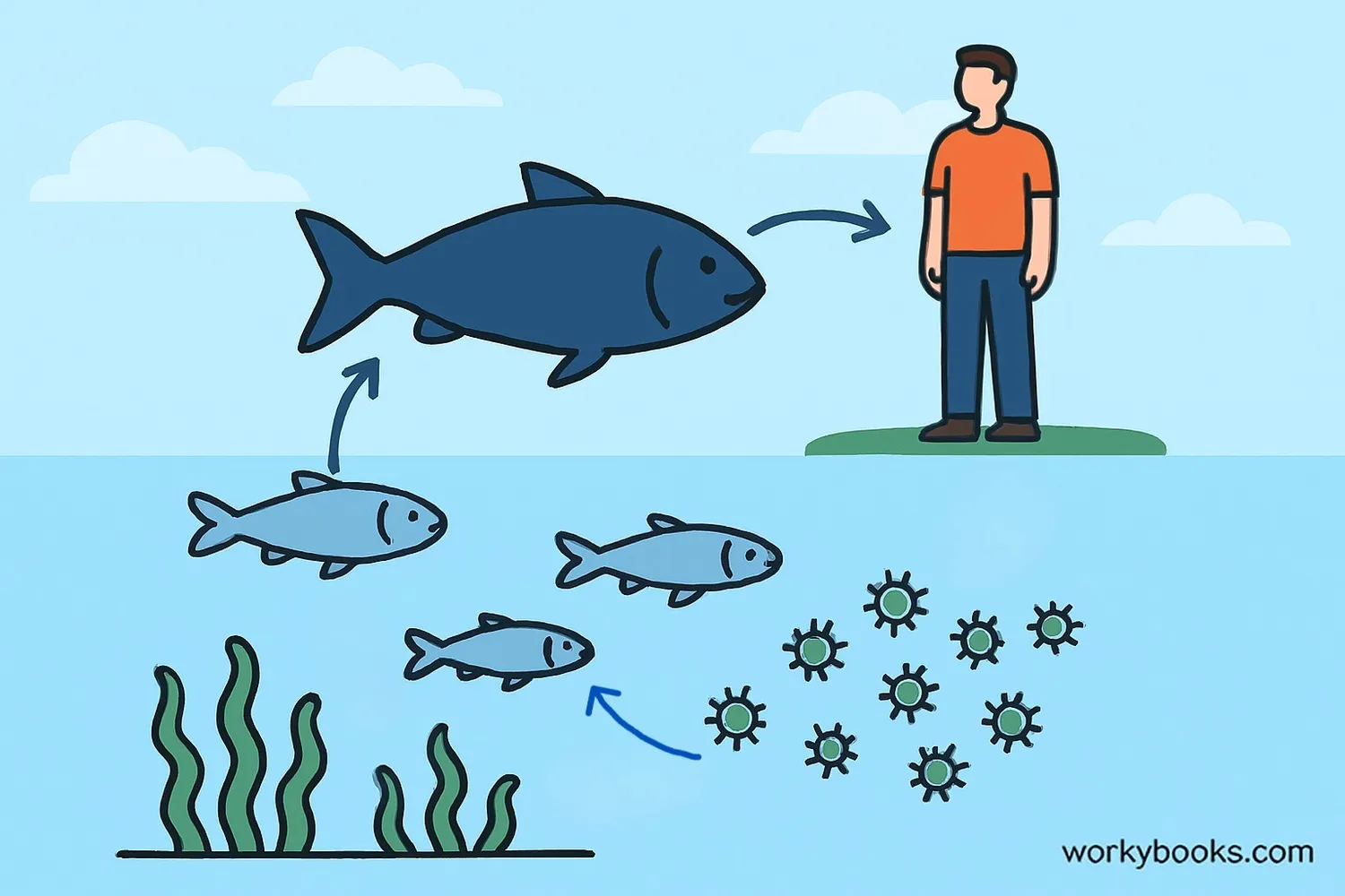 Algae in aquatic food web