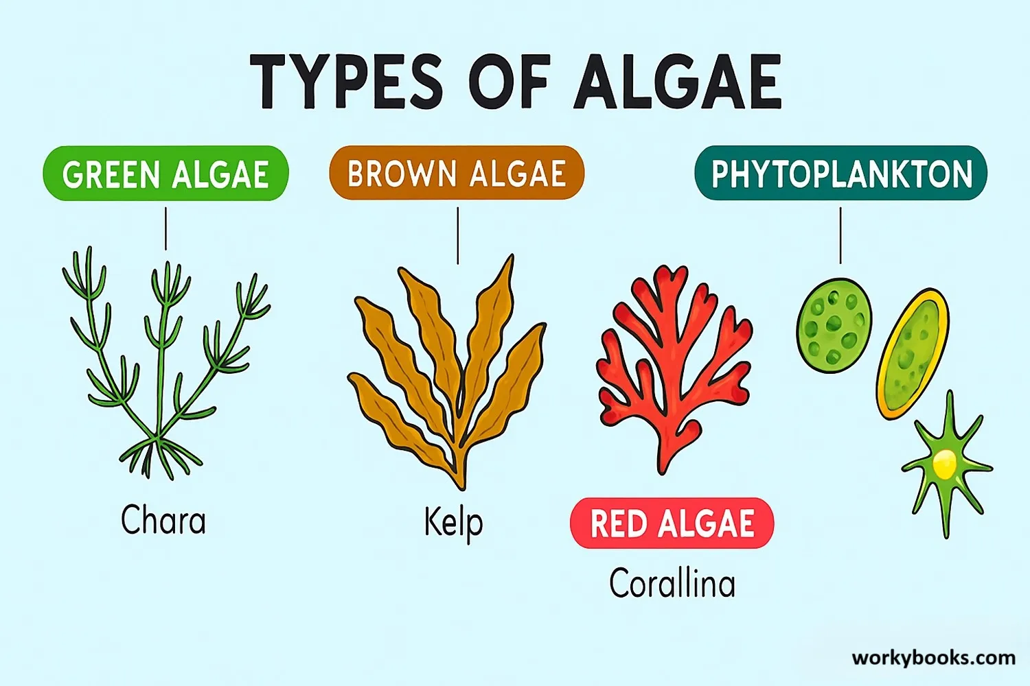 Different types of algae
